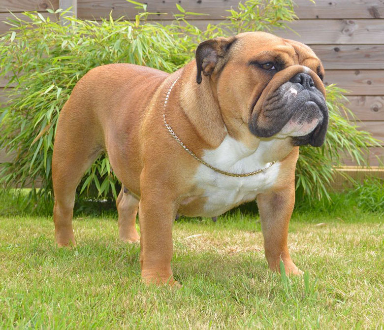 Bulldog anglais