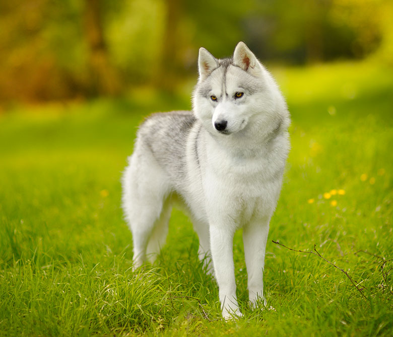 Husky de Sibérie