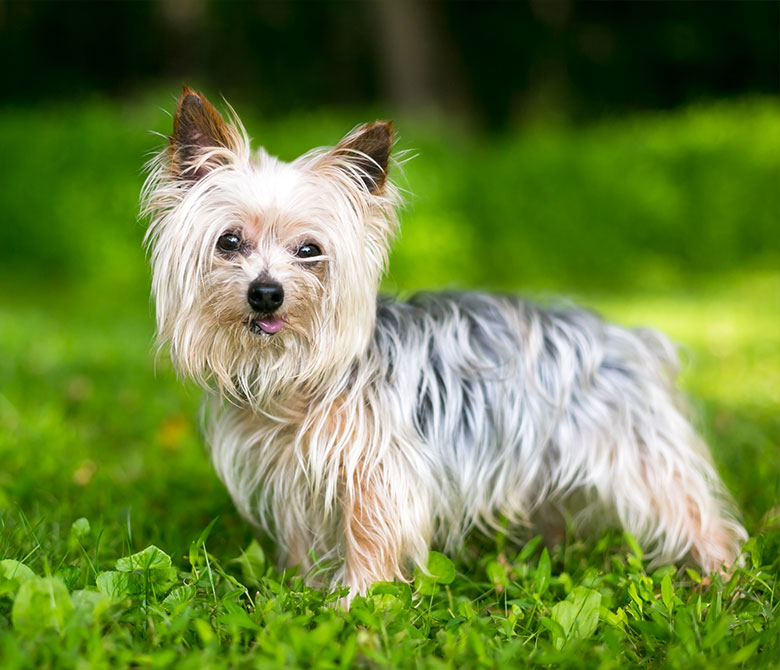 Yorkshire terrier