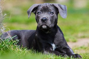 Cane Corso 