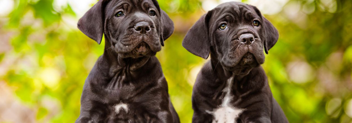 Cane Corso