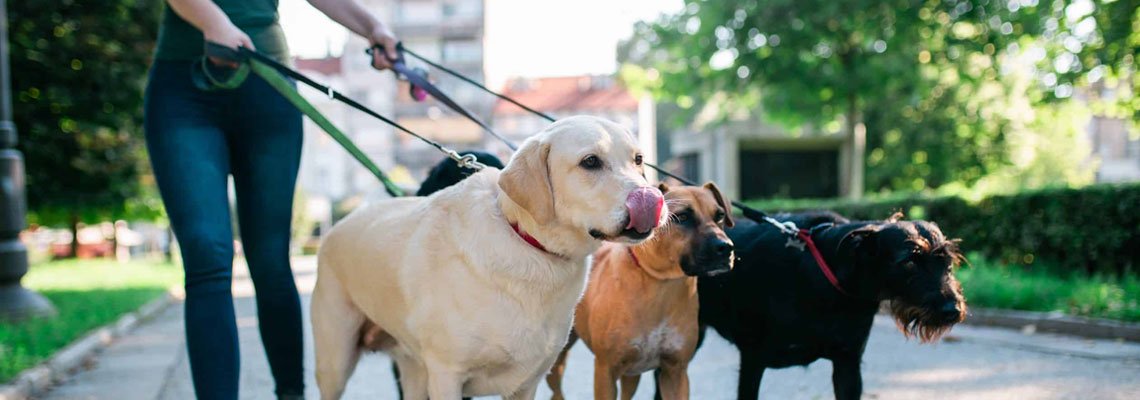 Dog sitter