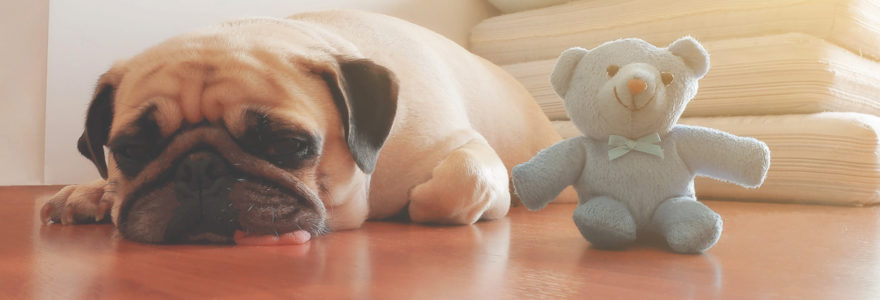Chien stressé