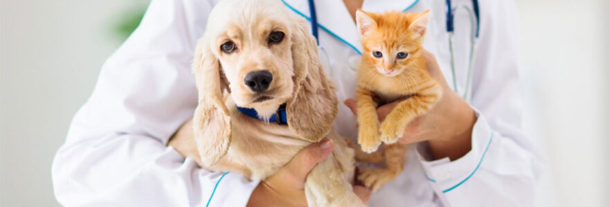 urgences-veterinaires-a-toulouse-contacter-un-specialiste-directement-en-ligne